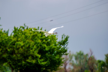 Danube delta