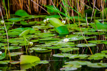 Lilies in Danube Delta