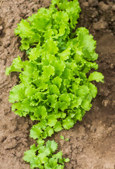 fresh green salad growing in the garden top view
