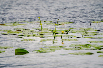 Lilies in Danube Delta