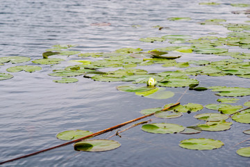 Lilies in Danube Delta
