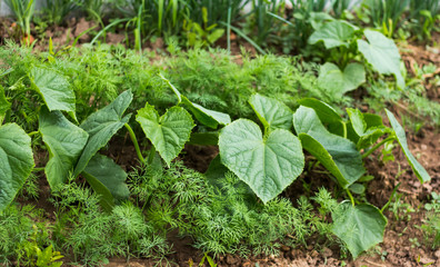 young cucumber plants growing in the garden