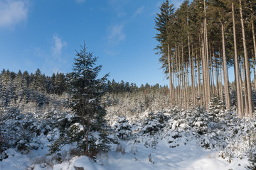 Winter landscape,forest and cloudy sky