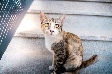 Obraz premium Stray Cat in the Urban. Brown Striped Cat
