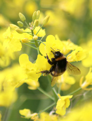 Hummel an der Rapsblüte