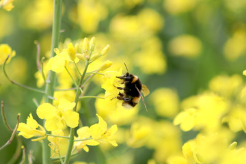 Hummel an der Rapsblüte, Nachhaltigkeit, Industrie, Unternehmen, Umwelt, Umweltstrategie, Nachhaltigkeitskonzepte