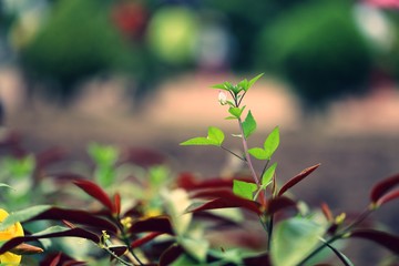Green leaf nature landscape blur background
