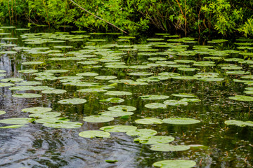 Danube delta