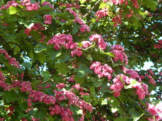 Branches of a blossoming tree with bright purple flowers close up