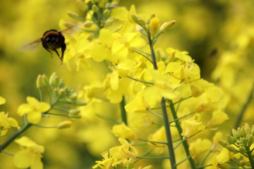 Hummel an der Rapsblüte