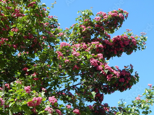 Branches Of A Blossoming Tree With Bright Purple Flowers Branches Of A Blossoming Tree With Bright Purple Flowers