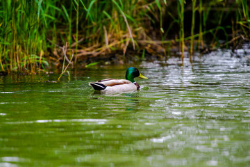 Amazing Danube Delta