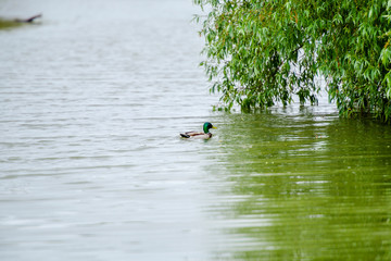 Amazing Danube Delta