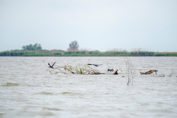 Amazing Danube Delta