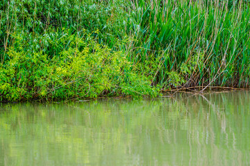 grass in the water