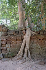 A huge ficus grows on the old stone wall. The tree destroys the ancient stone wall with its roots.