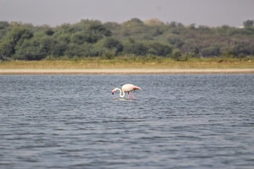 Flamingo on lake