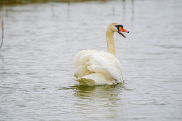 Swan on the lake