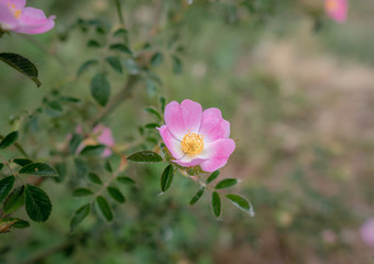 Fototapeta premium Beautiful natural wild rose in full bloom