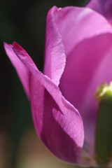 Tulpe im Detail