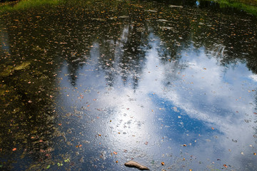 Reflection of sky and forest in the standing water of a forest lake