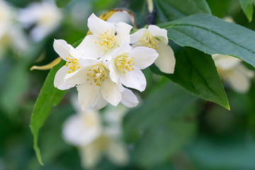 Beautiful white blossom in close up