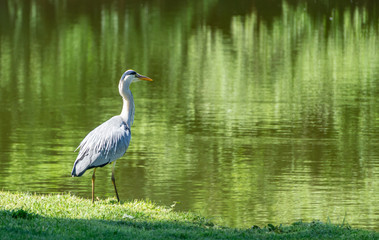 Heron at a lake