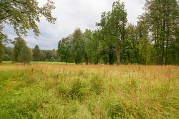 Fototapeta premium Summer landscape. Overgrown meadow in the forest on a summer day