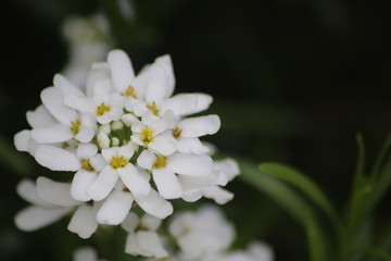 Blumen im Steingarten