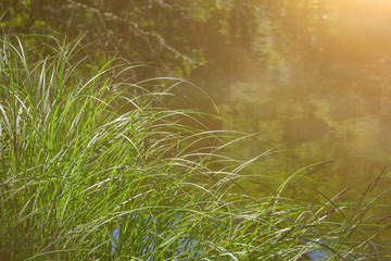 Tufts of grass at a pond on a sunny morning
