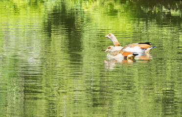 Two ducks on a pond
