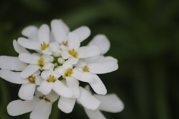 Blumen im Steingarten