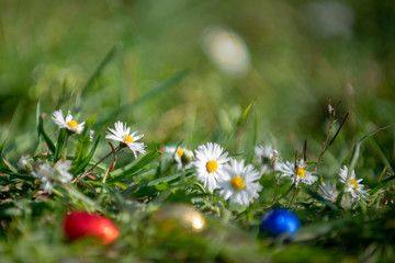 Obraz na płótnie Canvas Easter egg hunt: chocolate eggs in the grass with daisies