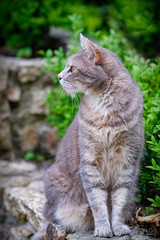 chat gris sur un mur