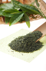 　新茶　茶葉の新芽