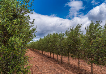 Fototapeta na wymiar Olive grove in the foreground and clouds background