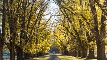 Obraz premium autumn in the park