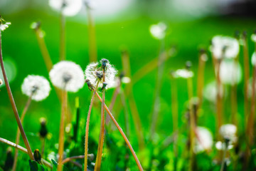 Dandelions at the end