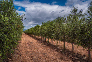 Fototapeta na wymiar View of an olive orchard in the foreground and clouds background
