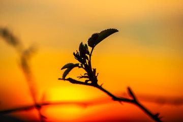 Fototapeta premium Orange sky