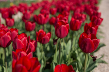 A group of red tulips in the park. Spring postcard background.
