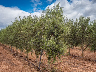 Fototapeta na wymiar Image with olive orchard in the foreground and clouds background