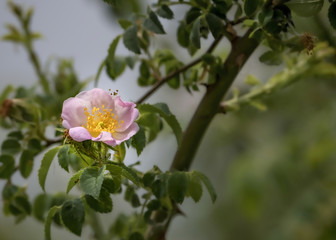 Obraz na płótnie Canvas Beautiful scene with natural wild rose in full bloom