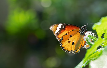 Close up Common Tiger Butterfly is Preparing to Suck Nectar from White Flower with Copy Space