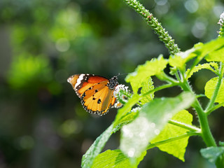 Close up Common Tiger Butterfly is Preparing to Suck Nectar from White Flower Isolated on Background