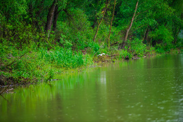 Danube Delta, Romania