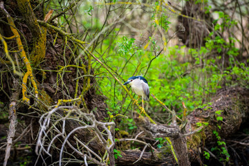 Danube Delta in the spring