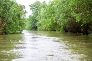 Danube Delta in the spring