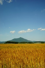 Obraz premium むぎ畑と筑波山