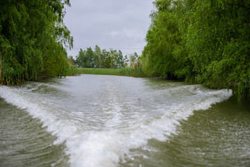 Danube Delta in the spring